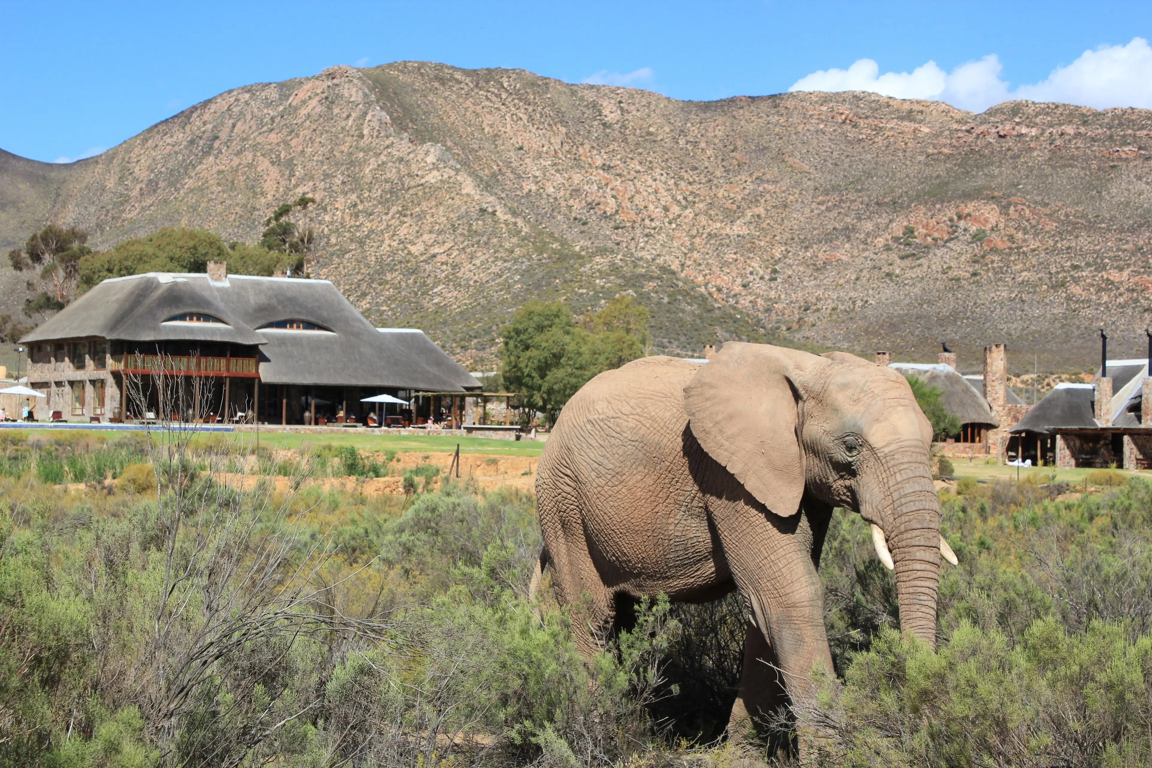 WESTERN CAPE BIG 5 SAFARI + ZANZIBAR! 12 NIGHTS — MAY 2027 — £2,499PP