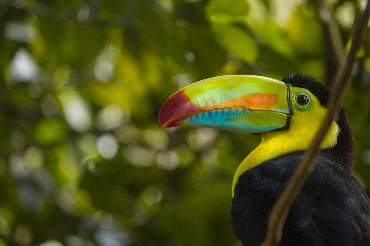 14 NIGHTS OF NIGHTS OF ULTIMATE COSTA RICA ADVENTURE &  ALL-INCLUSIVE CARIBBEAN LUXURY ONLY £2,199PP
