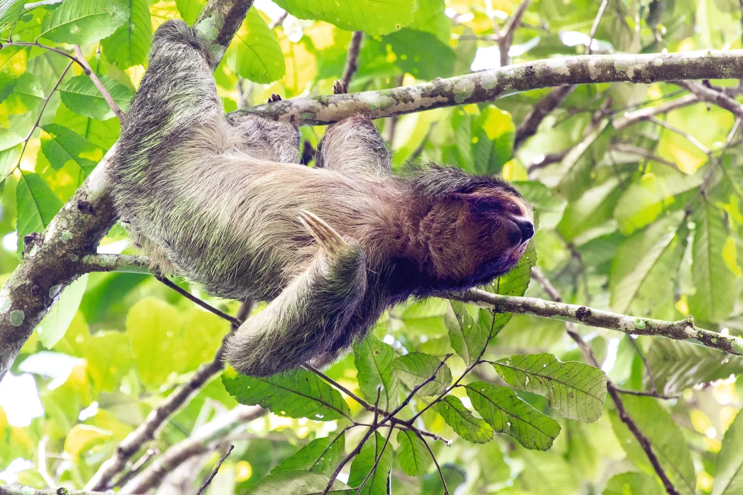 14 NIGHTS OF NIGHTS OF ULTIMATE COSTA RICA ADVENTURE &  ALL-INCLUSIVE CARIBBEAN LUXURY ONLY £2,199PP