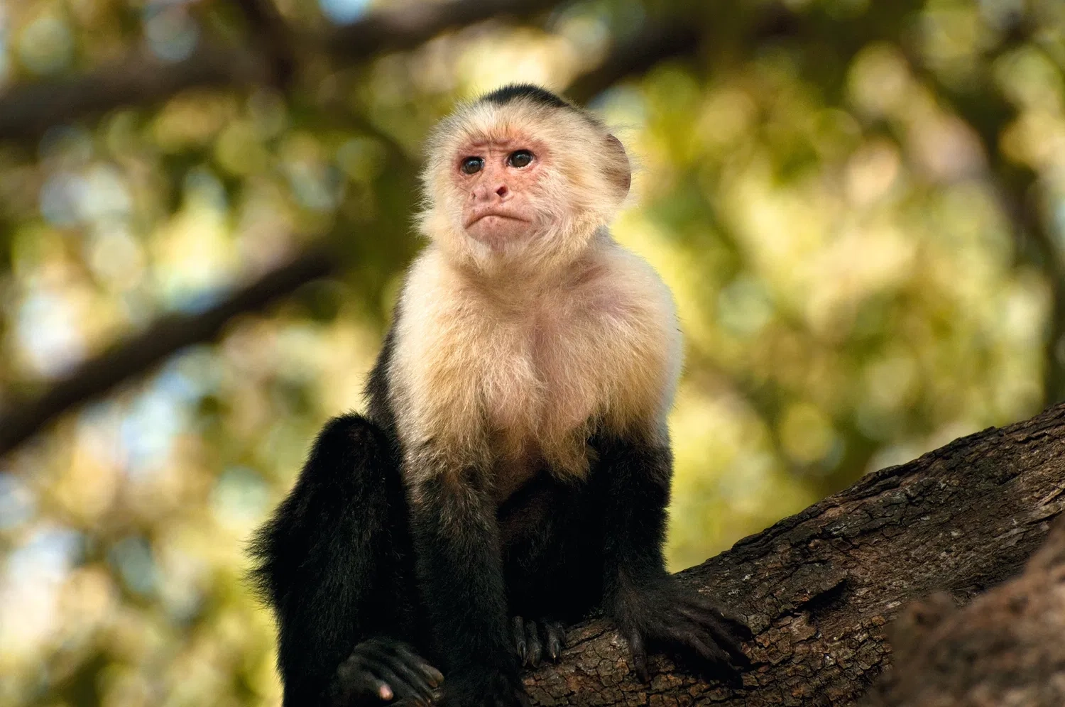 14 NIGHTS OF NIGHTS OF ULTIMATE COSTA RICA ADVENTURE &  ALL-INCLUSIVE CARIBBEAN LUXURY ONLY £2,199PP