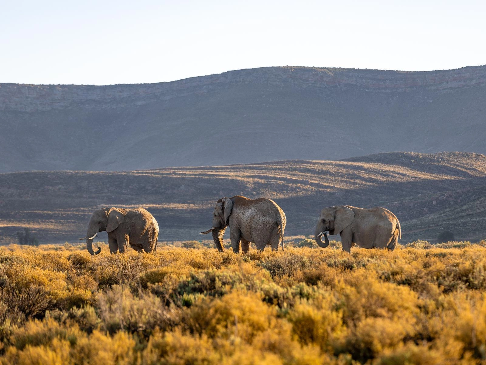 WESTERN CAPE BIG 5 SAFARI + ZANZIBAR! 12 NIGHTS — MAY 2027 — £2,499PP