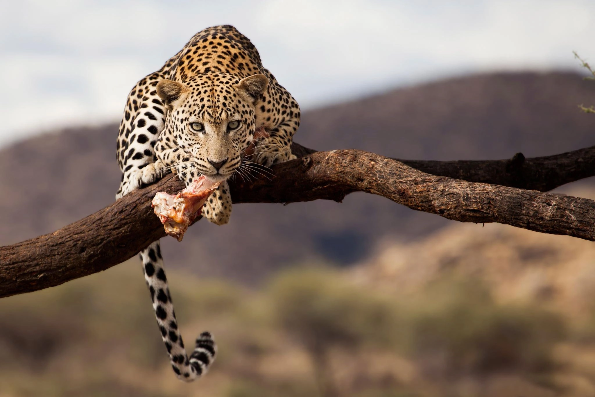 14 NIGHTS WILDLIFE, LEOPARDS, ELEPHANTS + 10 NIGHTS RIU LUXURY BEACHFRONT FROM £1,999PP | DIRECT FLIGHTS FROM £2,599PP