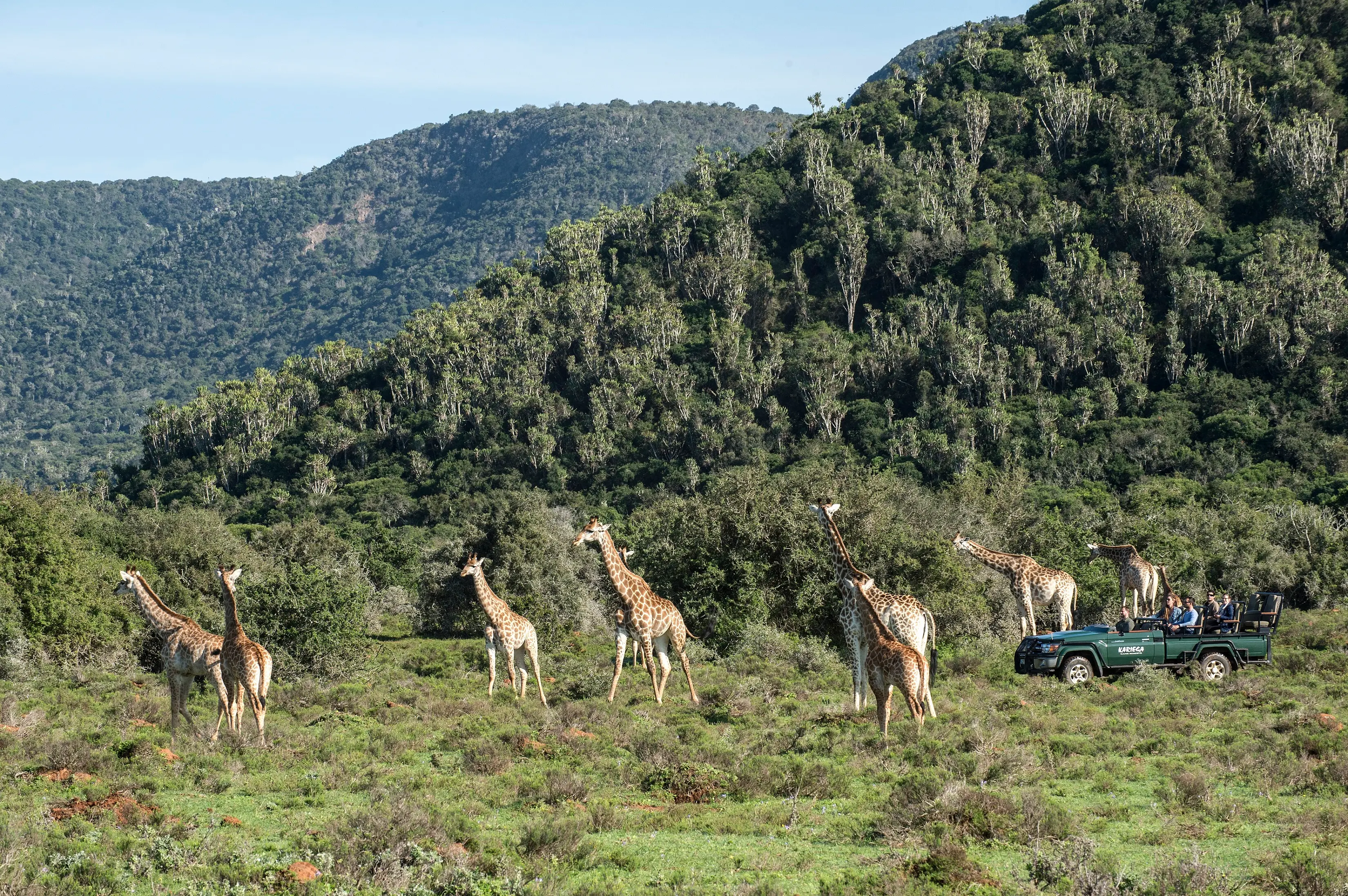12 NIGHTS | BIG 5 SAFARI, GARDEN ROUTE & CAPE TOWN From just £2,699pp