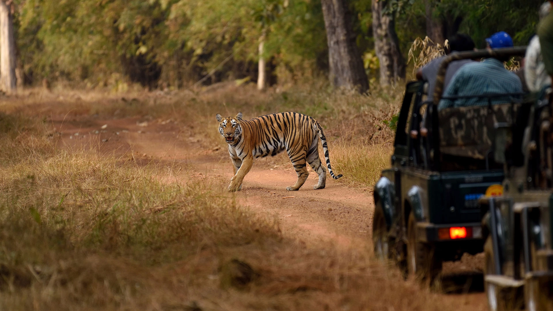 12 NIGHTS OF INDIA: ROYAL TIGERS, ANCIENT TEMPLES & KERALA HOUSEBOAT BACKWATERS — JUST £1,799pp!