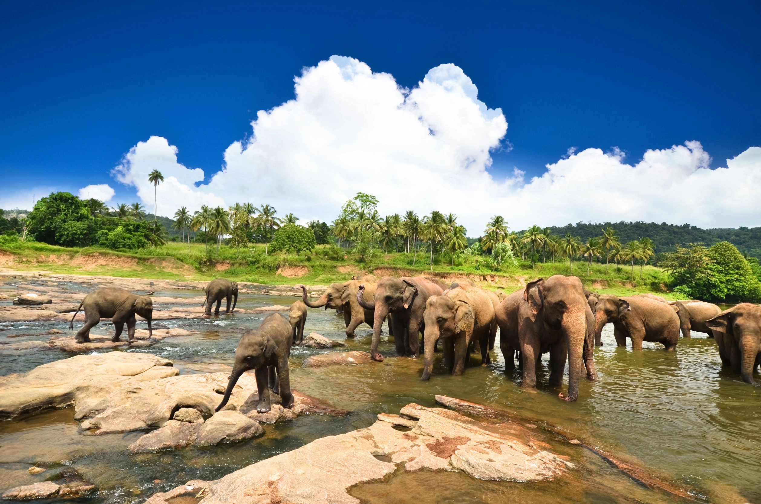 Enjoy the Exotic stay of Sri Lanka Safari and Maldives - All Inclusive