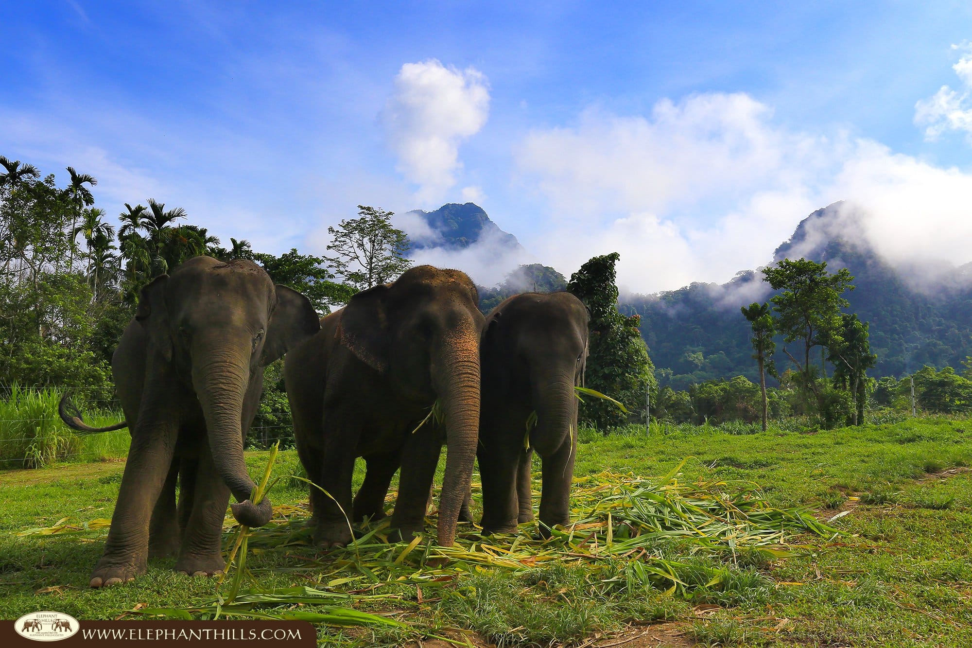 15 Nights in Thailand from Just £1,699pp Meet the Elephants, Discover the Pink Dolphins & Explore Hidden Thailand