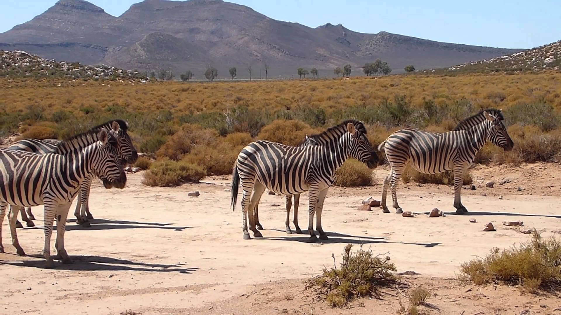 WESTERN CAPE BIG 5 SAFARI + ZANZIBAR! 12 NIGHTS — MAY 2027 — £2,499PP