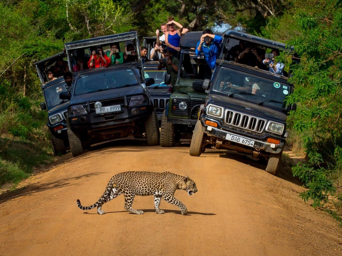 14 NIGHTS WILDLIFE, LEOPARDS, ELEPHANTS + 10 NIGHTS RIU LUXURY BEACHFRONT FROM £1,999PP | DIRECT FLIGHTS FROM £2,599PP