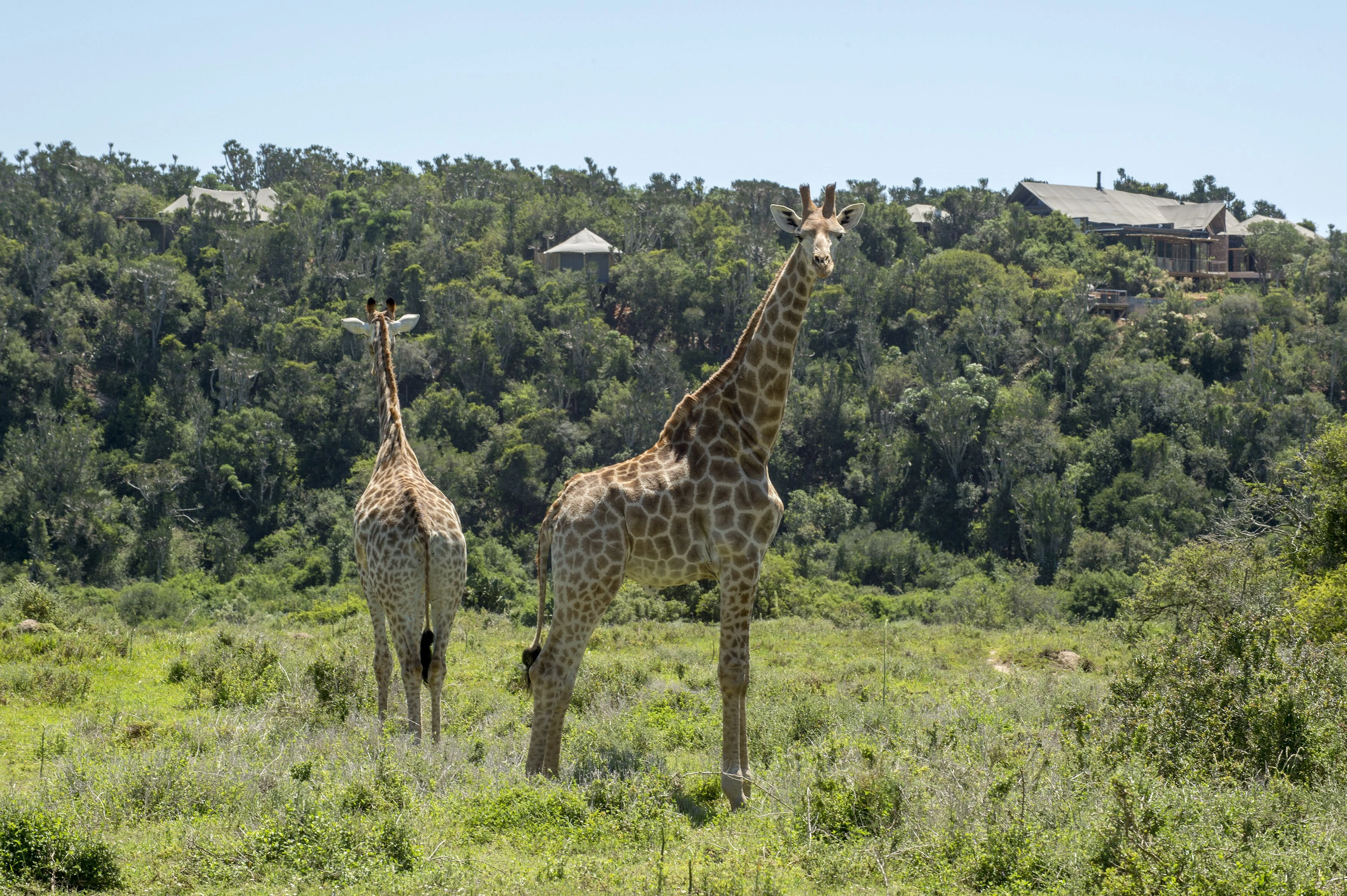 12 NIGHTS | BIG 5 SAFARI, GARDEN ROUTE & CAPE TOWN From just £2,699pp