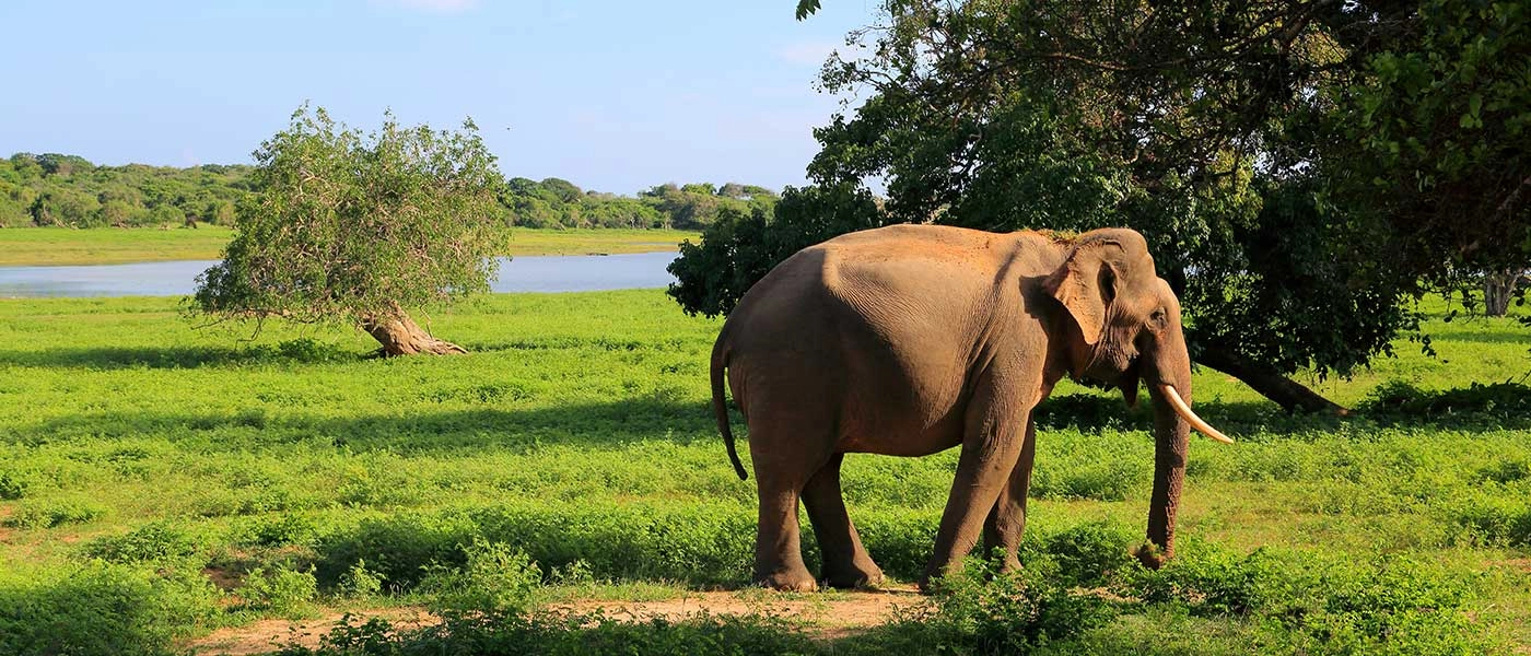 14 NIGHTS WILDLIFE, LEOPARDS, ELEPHANTS + 10 NIGHTS RIU LUXURY BEACHFRONT FROM £1,999PP | DIRECT FLIGHTS FROM £2,599PP