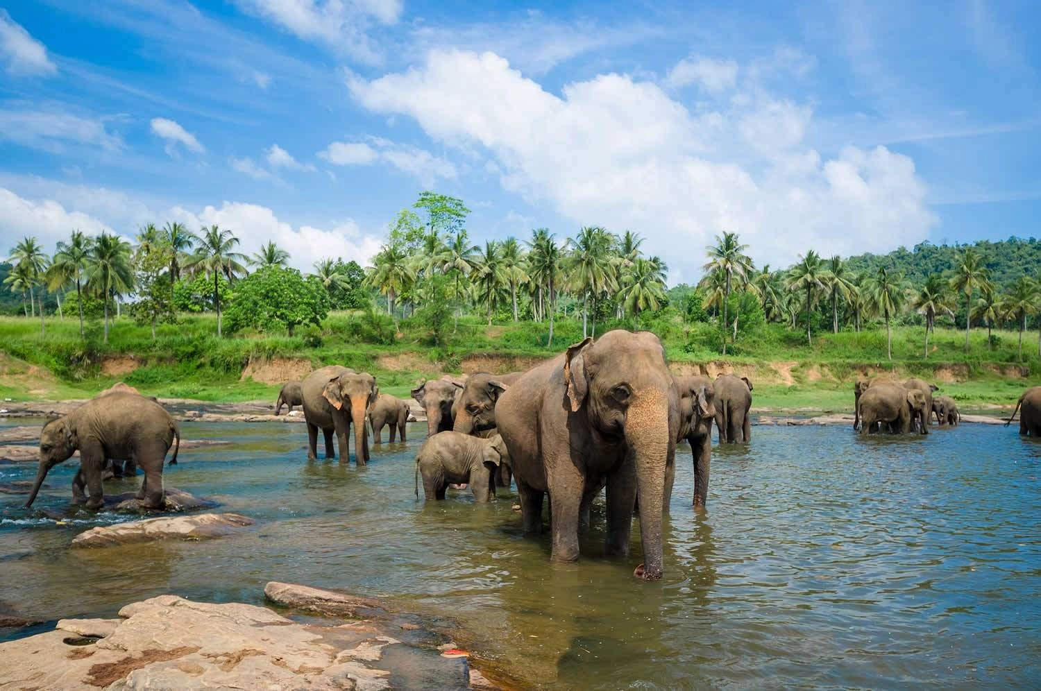 14 NIGHTS WILDLIFE, LEOPARDS, ELEPHANTS + 10 NIGHTS RIU LUXURY BEACHFRONT FROM £1,999PP | DIRECT FLIGHTS FROM £2,599PP