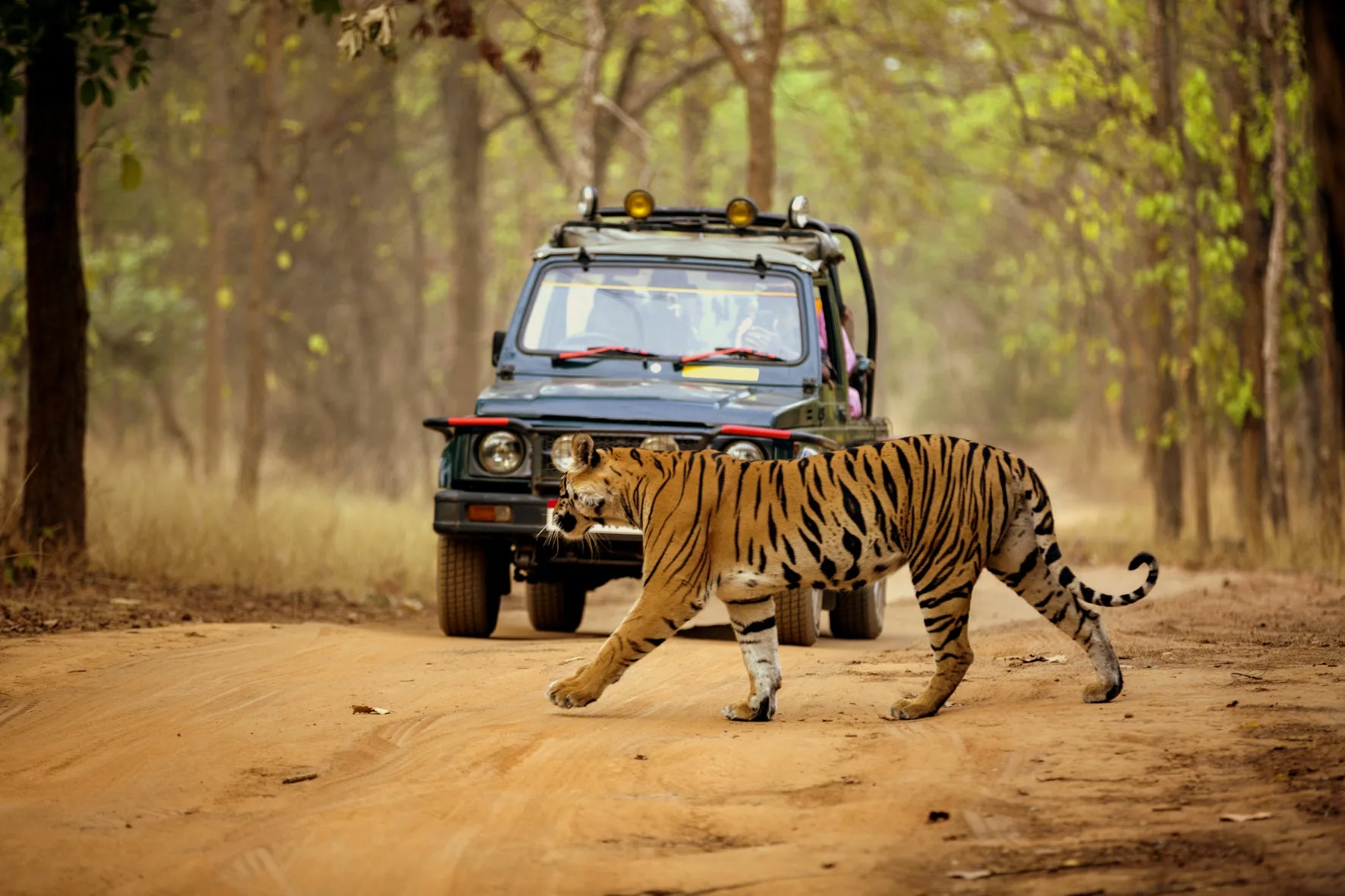 12 NIGHTS OF INDIA: ROYAL TIGERS, ANCIENT TEMPLES & KERALA HOUSEBOAT BACKWATERS — JUST £1,799pp!