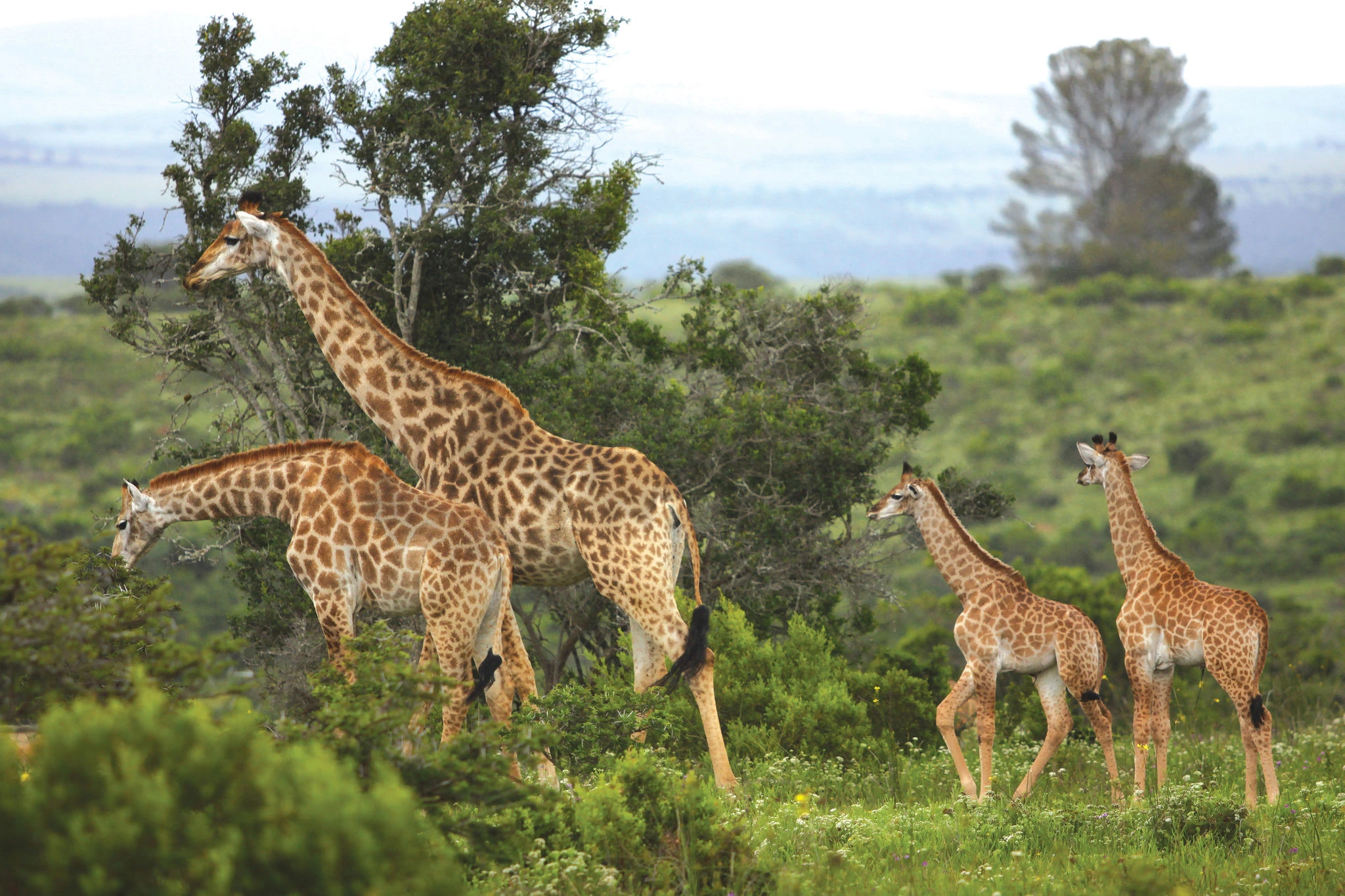 12 NIGHTS | BIG 5 SAFARI, GARDEN ROUTE & CAPE TOWN From just £2,699pp