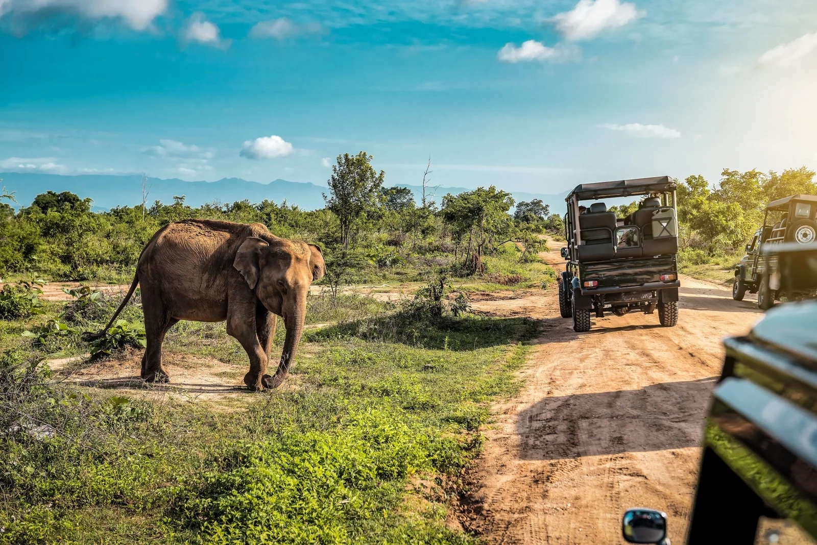 14 NIGHTS WILDLIFE, LEOPARDS, ELEPHANTS + 10 NIGHTS RIU LUXURY BEACHFRONT FROM £1,999PP | DIRECT FLIGHTS FROM £2,599PP