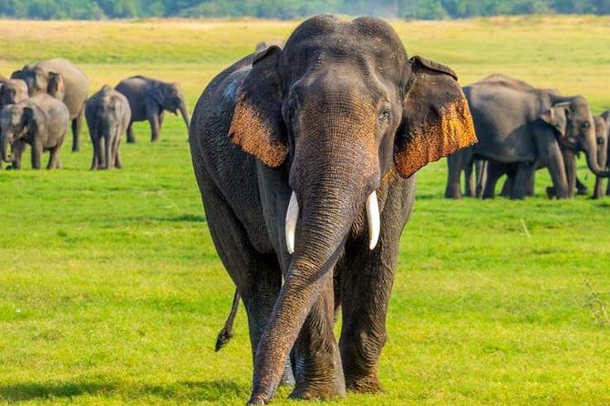 Enjoy the Exotic stay of Sri Lanka Safari and Maldives - All Inclusive
