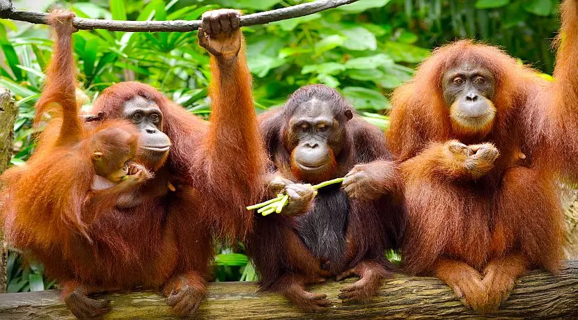 10-Night Adventure: Swing with Orangutans, Stroll through Kuala Lumpur, & Unwind in Bali for just £1,649 PP
