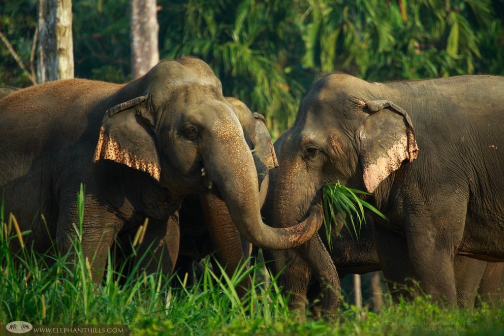 Cyber Monday Deals: 12 Nights Adventure at Elephant Hill, Khao Sok, Luxury Krabi & Phuket Stay – Flights and Transfers Included!