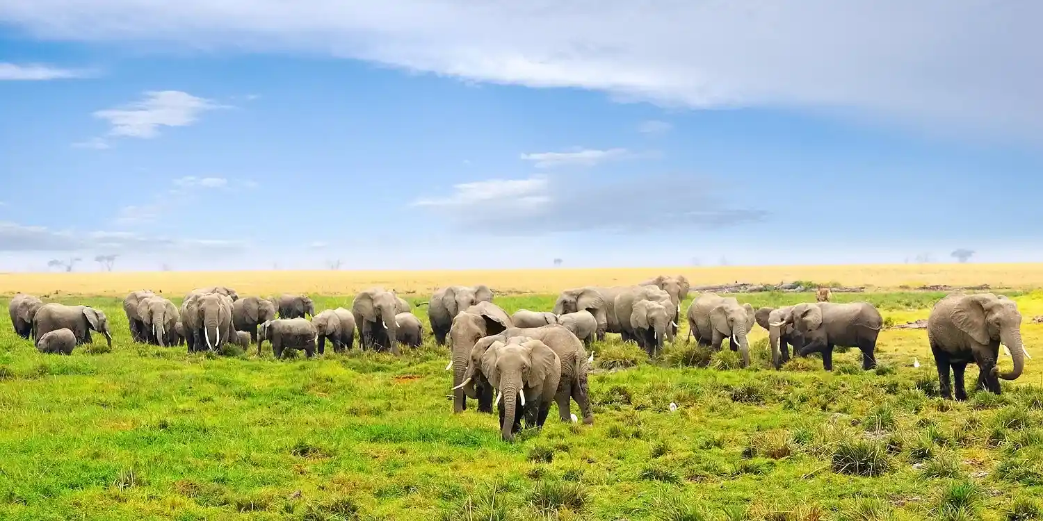  12 Nights in Maasai Mara Big 5 Expedition with Beach Extention - Starting from £2499pp