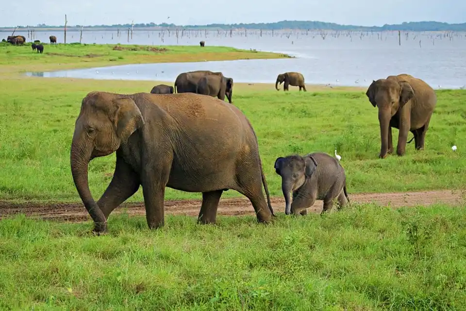 10 Nights Holiday Deal to Explore ||  Sri Lanka