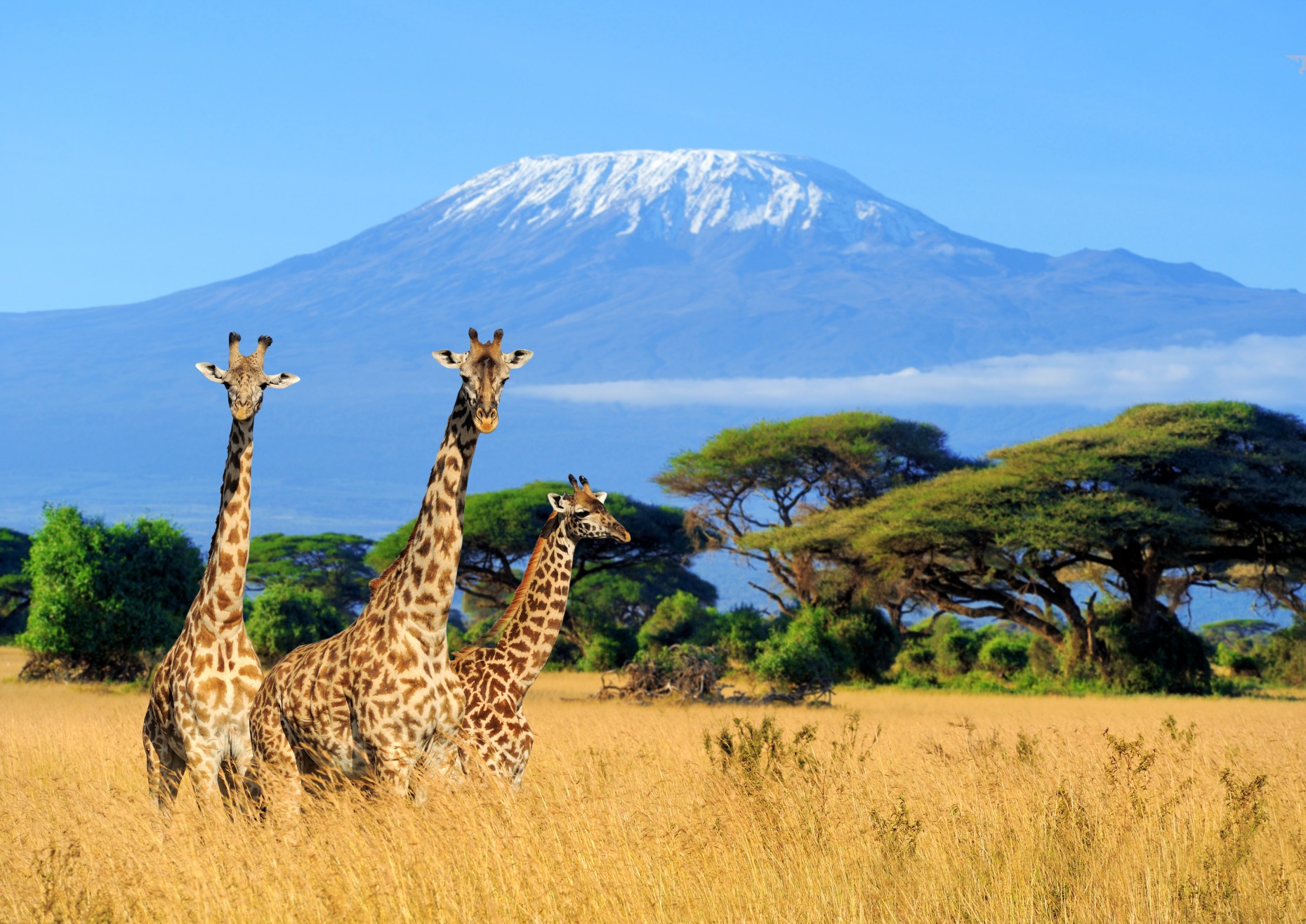 10 Nights of African Wildlife and Maldivian Paradise with Grand Beach Villa