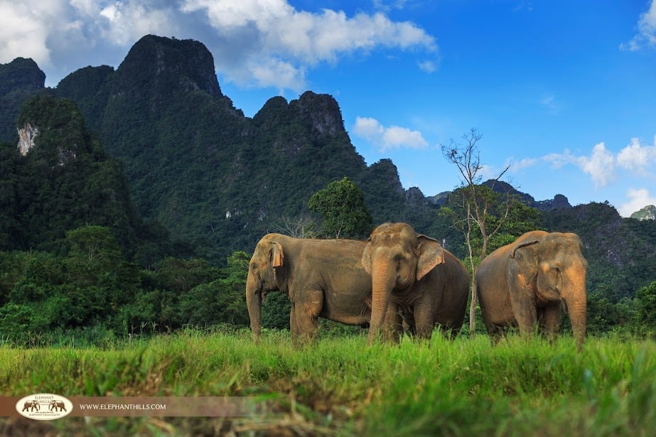 Cyber Monday Best Offers: 12 Nights of Luxury in Thailand – Elephant Hills, Khao Sok, Phuket & Krabi