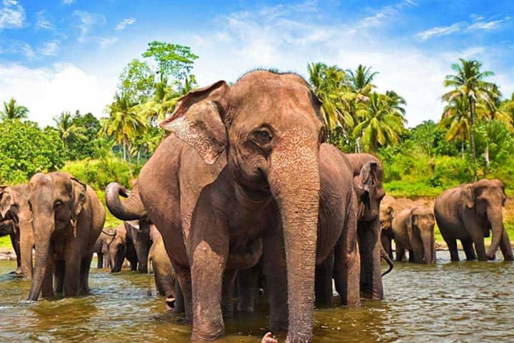 Christmas Special Deal: Explore Sri Lanka with a 7-Day Tour + Siyam World Maldives Stay