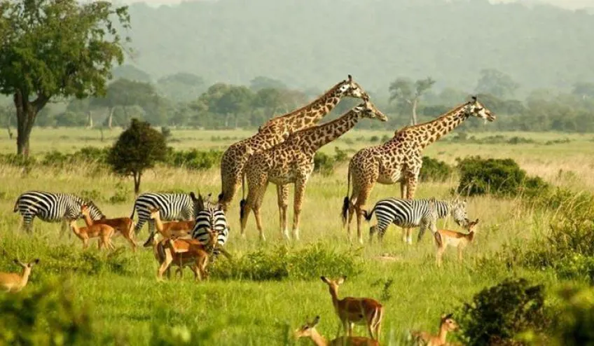 04 Nights Glimpse of Gorillas - Buhoma Lodge Private Tour