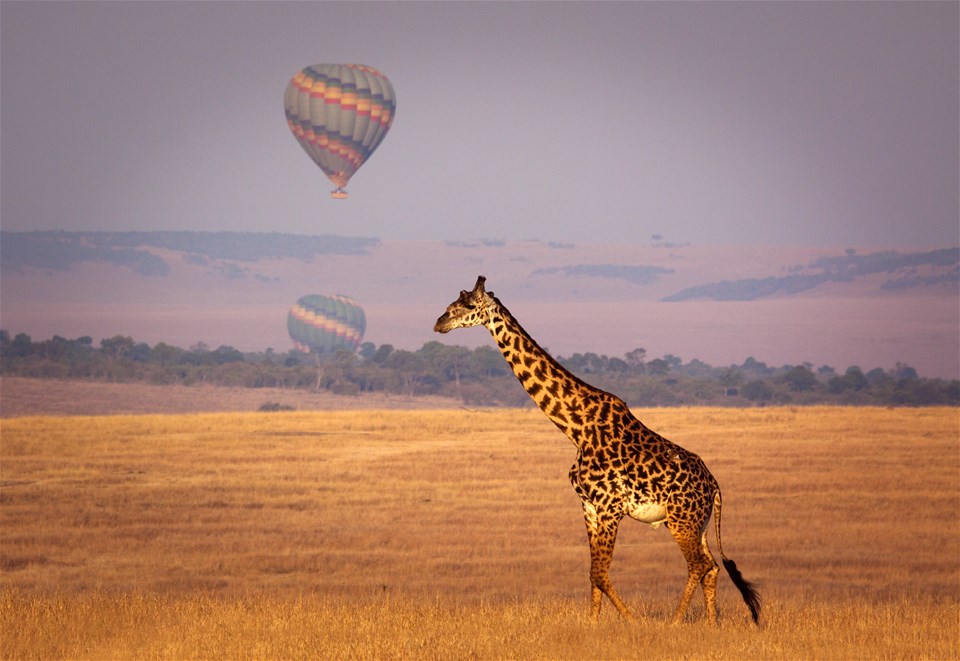 10 Nights of Adventure and Relaxation awaits: Kenya Odyssey to the Sun Kissed Diani Reef Beach Resort & Spa, Priced at just £2899pp