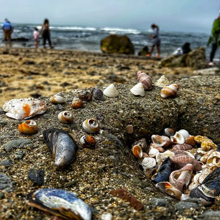 Collect Shells, Stones, or Driftwood