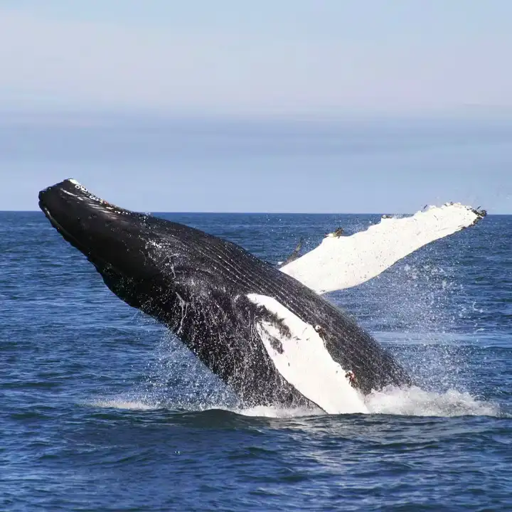 3. Discover Wildlife from the Water