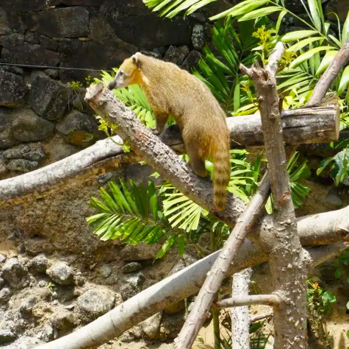 1. Enjoy Surfing at Bathsheba Beach