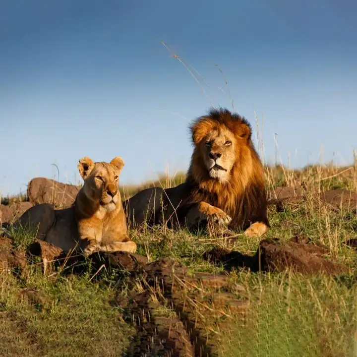 Things to Do in Kenya