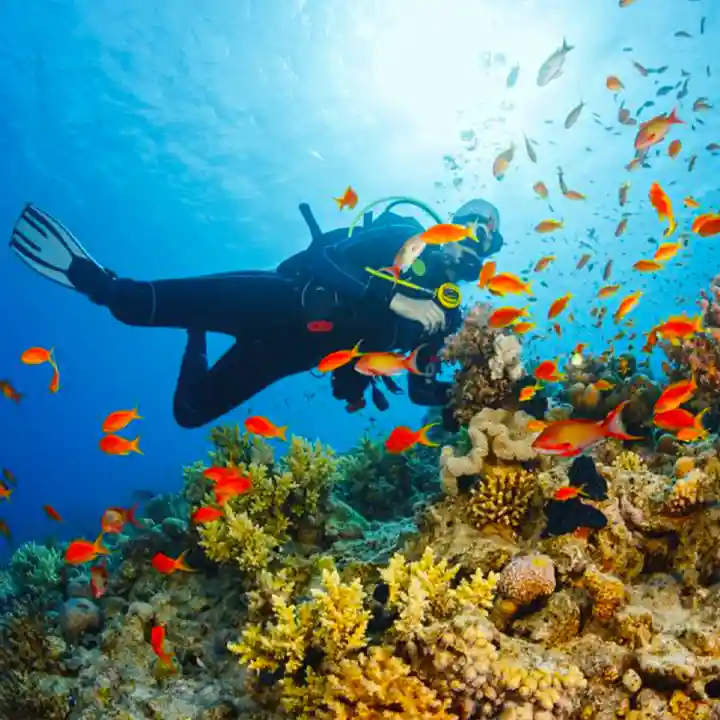 Go Snorkelling and Diving in Clear Waters