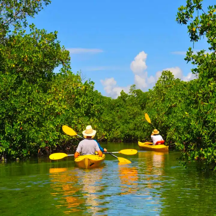 Kayaking Through The Bahamas’ Mangrove Forests