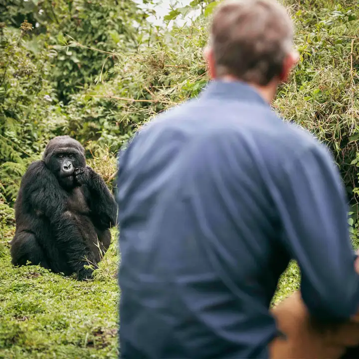 2.	Enjoy the Amazing Chimpanzee Trekking Experience