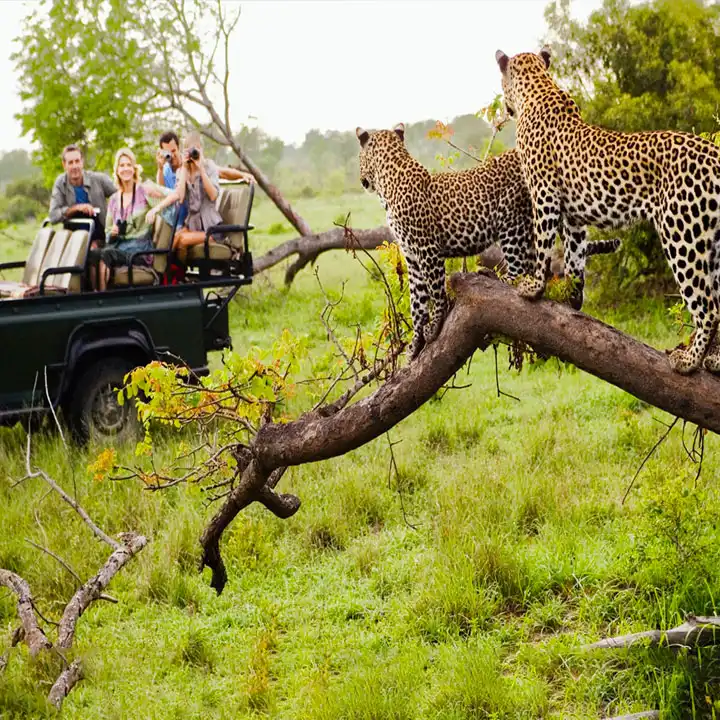 Safari Through the Wilds