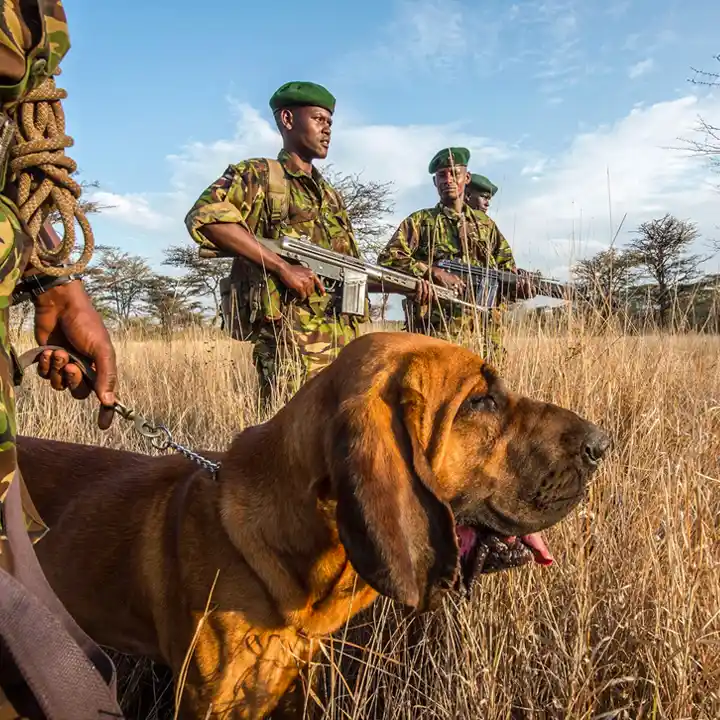 6. Track Wildlife with Expert Rangers