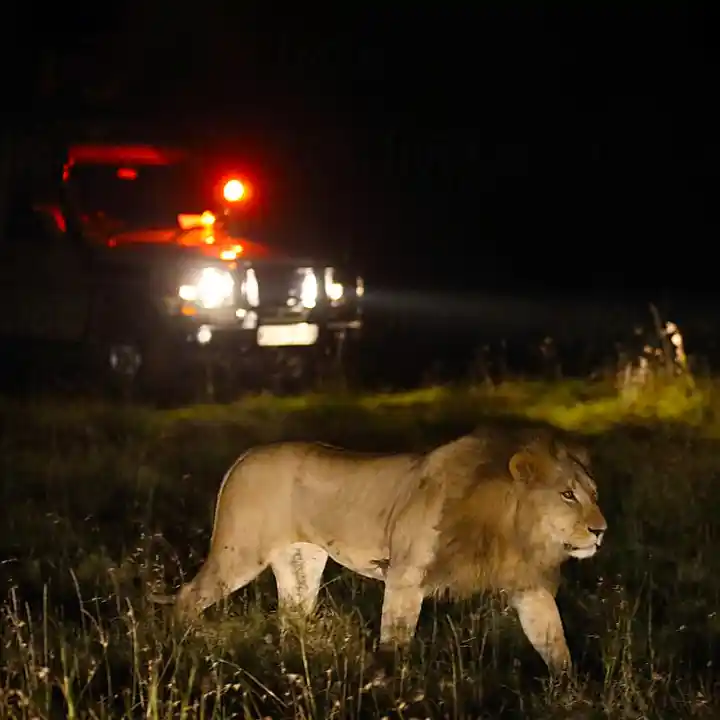 5. Uncover the Secrets of Dark with a Night Drive