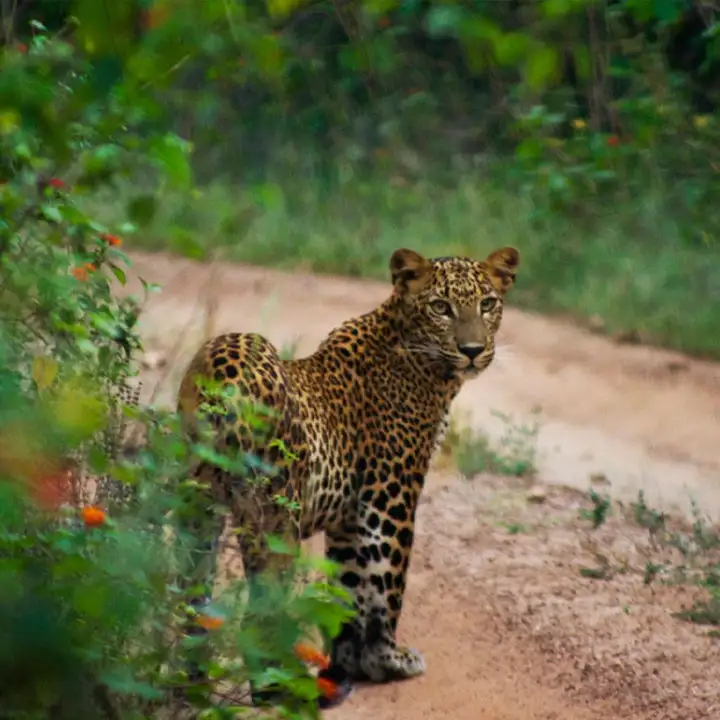 2.	Spot Leopards & Elephants at Udawalawe National Park