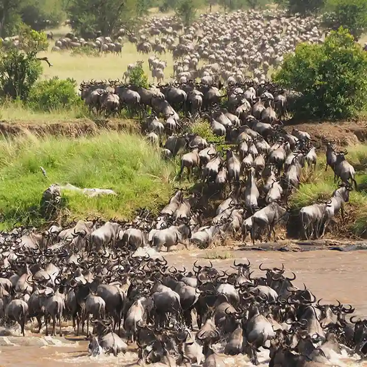Witness the Great Wildebeest Migration