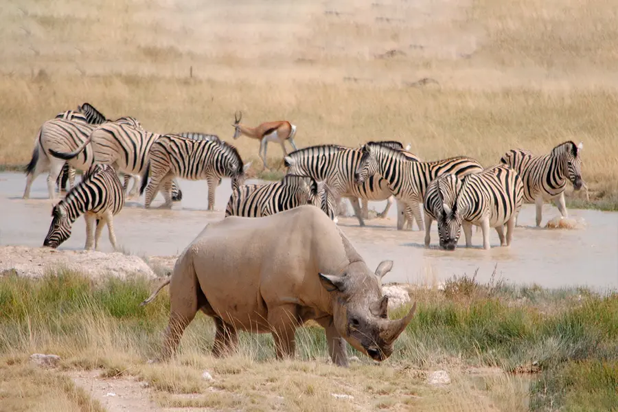 <small>  Top Places for the Best Safari Holidays  </small>  ZIMBABWE SAFARI