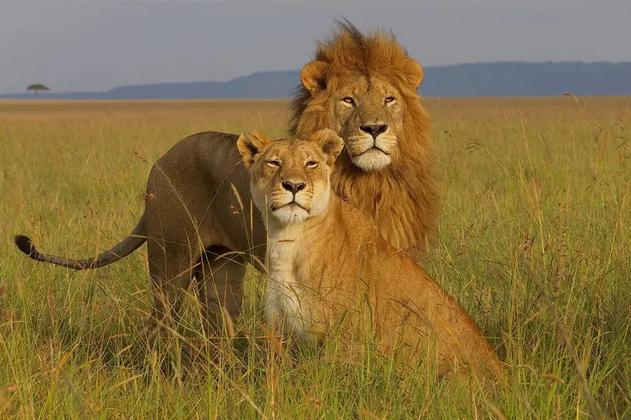 <small>  Top Places for the Best Safari Holidays  </small>    KENYA SAFARI