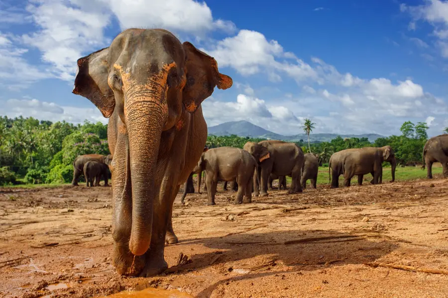 <small>  Top Places for the Best Safari Holidays  </small>  SRI LANKA SAFARI