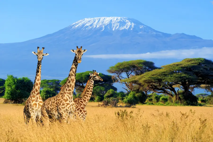 <small>  Top Places for the Best Safari Holidays  </small>  TANZANIA SAFARI